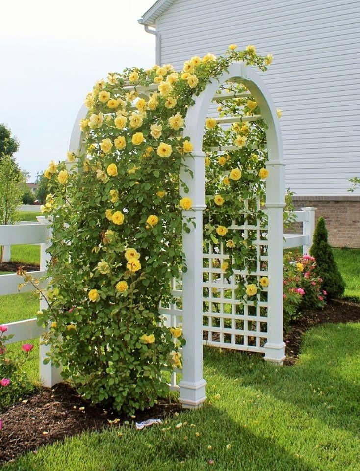 Climbing Roses
