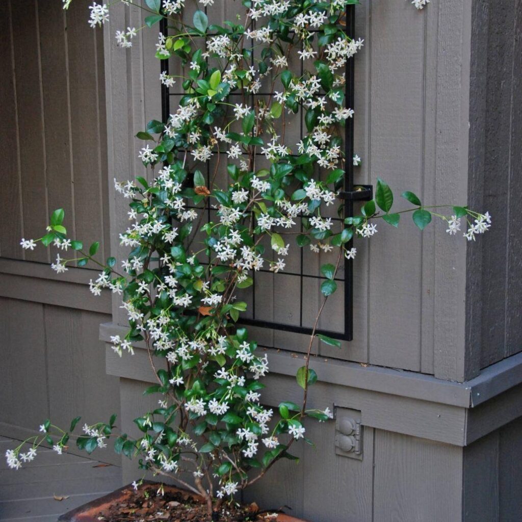 Jasmine