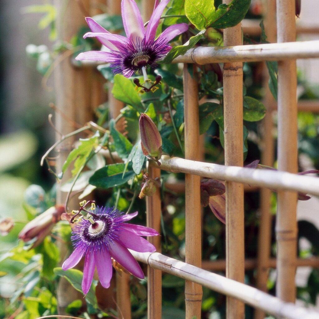 Passionflower Vine