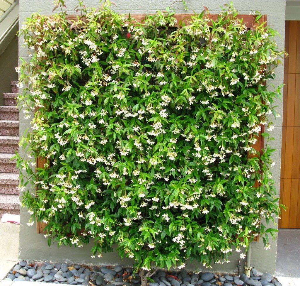 Star Jasmine