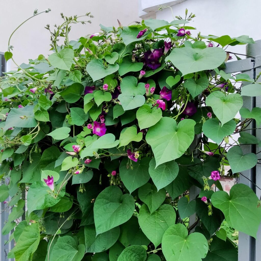 Morning Glory