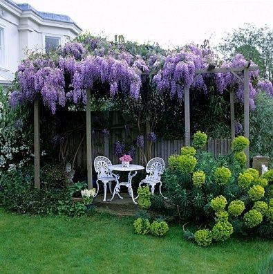 Wisteria
